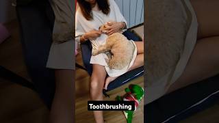 Dog toothbrushing dogtoothbrushsydney cute 시드니 강아지 [upl. by Ellehcir269]