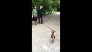 Sausage Dog Carrying a Big Stick in the Park  Funny Dog Videos 🐾 [upl. by Neelahtak]