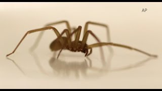 Brown recluse spiders in Michigan [upl. by Othilia]