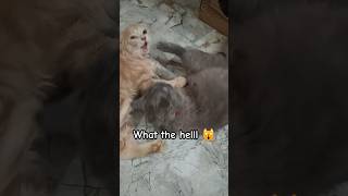 cat catsfood catlover catsprotectionpets catfood kitten cutecatcatlifeseries catvideos fy [upl. by Ligetti]