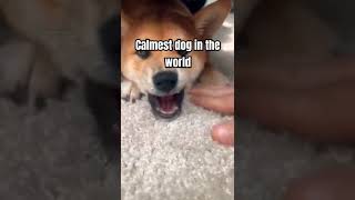 Calmest dog in the world funny cute doggy [upl. by Zzahc33]