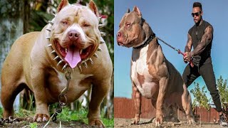 16 Most Powerful Dogs in the World  DogDingDa [upl. by Eceined]