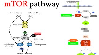 mtor signaling pathway [upl. by Abrahan]