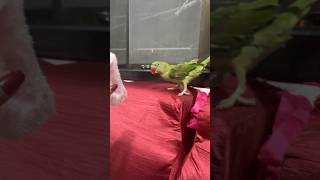 parrot birds cute parrottalking mithutalking cutebirdcutemittucuteparrotmitthutalkingparrot [upl. by Kaczer]