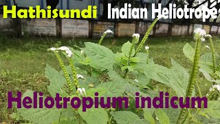 Heliotropium indicum  Hathisundi Indian heliotrope Ayurveda for Skin Fever and Joints Pain [upl. by Yrevi440]