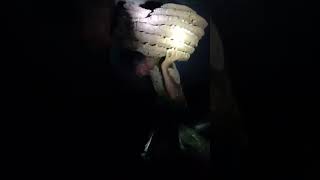 Over 20 kg  King Hornet Nest at new phor  record 2024 viralvideo foryou viralkingbee [upl. by Adirehs414]