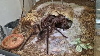 vogelspinnen verpaarung Theraphosa blondi [upl. by Waine]