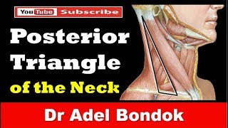 Anterior Triangle of the Neck  Anterior Triangle Neck Anatomy  boundaries subdivisions [upl. by Omland387]