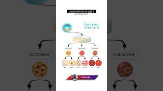 Embryonic Stem Cell and Development LearnWithAnuragSir facts neet upboardexam2025 science [upl. by Acirej201]