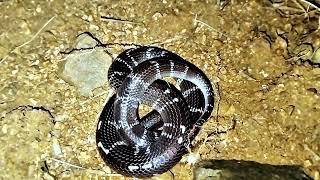 krait snake in the world [upl. by Nysa]