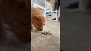 Too cute to handle 🥰 foxredlabrador puppy foxredlabs redlab labradoretriever youtubeshorts [upl. by Araik]