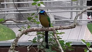 Amazonian Motmot  Bird Paradise Singapore [upl. by Stroud]