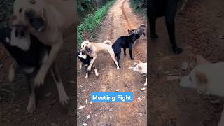 Village Dogs Meeting Fight shorts shortsfeed ytshorts dogfight [upl. by Dunstan]