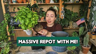 My sister rescued thrown away plant and massive repot with me [upl. by Ellsworth432]