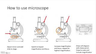 KS3 Science How to make an onion cell slide and use a microscope to view cells [upl. by Adna]