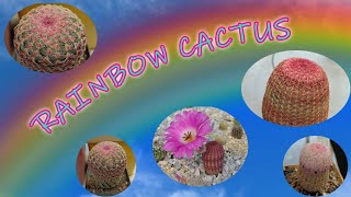 Rainbow Cactus  Echinocereus rigidissimus  Cacti care [upl. by Weirick]