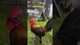 Black Hennie Gamefowl of Shiela peñaloza Alcantara gamefowlviralph gamefowl gamefowlbreeder [upl. by Alfons]