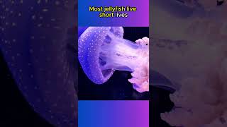 Jellyfish Have NO BRAIN OR HEART🪼🪼🌊 animals animalfacts shorts [upl. by Essej]