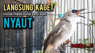 trucukan gacor ROPEL PANJANG buat pancingan trucukan agar bunyi jadikan burung trucuk gacor NYAUT [upl. by Eitsim]