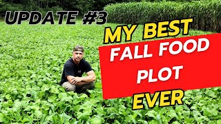 My Best Fall Food Plot Ever [upl. by Nednyl]