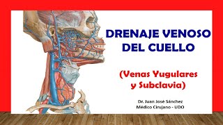 🥇 DRENAJE VENOSO DEL CUELLO  Venas Yugular Interna Externa Subclavia Fácil y Sencilla [upl. by Eelannej]