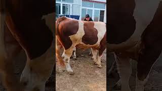 Cows how to start work soon​ 240 [upl. by Tolland]