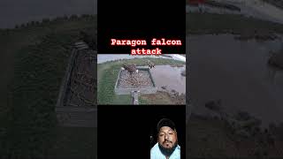 Paragon falcon attackyoutubeshorts birds birdhunting trending wildlife [upl. by Alemap]