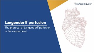 Langendorff perfusion  the protocol of Langendorff perfusion in the mouse heart [upl. by Nairrad]