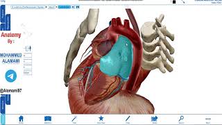 Anatomy of thorax lecture 4 [upl. by Hedley]