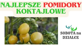 Najlepsza odmiana pomidorów koktajlowych🍅🍅🍅 [upl. by Kaehpos268]