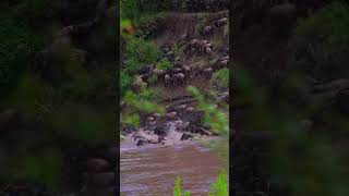 Maasai Mara Great Migration 🇰🇪 shirtsvideo kenya africa travel wildlife maasaimara [upl. by Zandra]