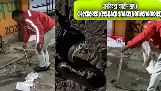 Incredible Footage Checkered Keelback Snake Rescue amp Release Snake RescuerAmarjeetGurung [upl. by Atokad247]