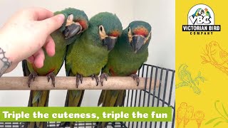 Adorable Baby illigers Macaws  Victorian Bird Co [upl. by Atkins]