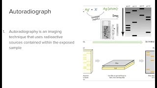 Autoradiography [upl. by Zins636]