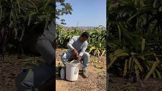 Combinación y Aplicación de nutrientes para el cultivo de Pitahaya pitayas pitahaya pitahayafruit [upl. by Yekcin]