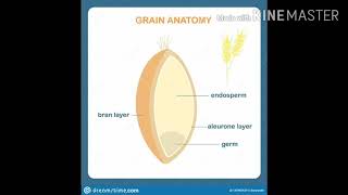 Aleurone layer and its ploidy [upl. by Roye]