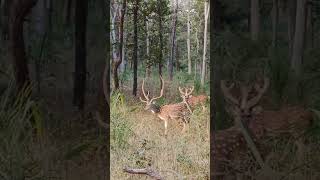 bandhavgarh  nature unlimitedspotted deer cheetal [upl. by Julienne]