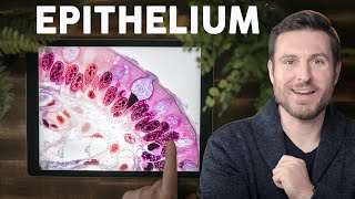 Epithelial Tissue Histology Explained for Beginners  Corporis [upl. by Merrick]