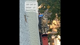 De Vermiste Tilburgse Kat [upl. by Kraul]