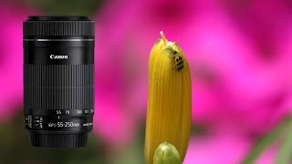 Canon EFS 55250mm IS STM Shots [upl. by Zimmer]