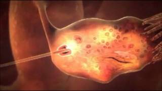 Fertilization and Pregnancy Animation [upl. by Rossie]