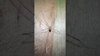 Phalangium Opilio Harvestman On Bonfire Night arachnids nature [upl. by Cynara]