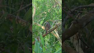 Swamp Sparrow calls softly over a King Rails call [upl. by Vardon]