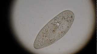 Paramecium discharging trichocysts [upl. by Ammadas]