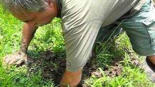 catching a burrowing crayfish in 47 seconds [upl. by Royo]