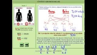 CÄ°NSÄ°YET KROMOZOMLARI KALITSAL HASTALIKLAR VE SOY AÄžACI  FEN BÄ°LÄ°MLERÄ° 8 SINIF KONU ANLATIMI [upl. by Liemaj744]