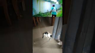 cat videos for cats to watch cat funnycats catie funny shortsvideo [upl. by Acirtal]