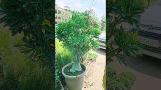 Big Size Adenium Plant👏Ravi Nursery Kichcha👏Big Adenium👏youtubeshorts shorts youtubeshorts [upl. by Ellehcim386]