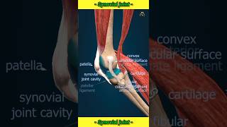 Synovial Joint  synovialjoint shorts viral medical trending nursingking [upl. by Aihsyn]