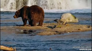 17 Oct 2024 32 Ends Bear Cam Season 2024 exploreorg [upl. by Stanzel]